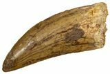 Serrated Carcharodontosaurus Tooth - Real Dinosaur Tooth #341166-1